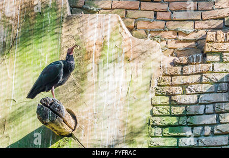 Nero nord calvo Ibis eremita seduto su un palo con una parete come sfondo del deserto ritratto di uccelli Foto Stock