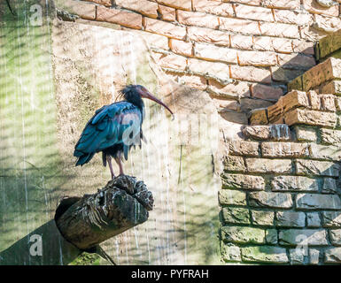 Nero lucido northern calvo Ibis eremita bird in piedi su un palo con la sua piuma che brilla in diversi colori deserto bellissimo uccello ritratto Foto Stock