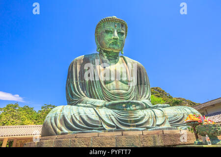 Kotoku-nel tempio di Kamakura, regione di Kanto, Giappone. Il tempio è famoso per il grande Buddha Daibutsu o una monumentale statua in bronzo del Buddha amida. Punto di riferimento popolare e icona del Giappone. Foto Stock