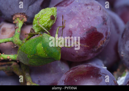 Schermo verde bug (Palomena prasina) alimentazione su nero-viola le uve da vino Foto Stock