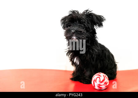Un piccolo cane nero Morkie o Yorktese o Malkie, cucciolo l'età di 4 mesi, sul divano rosso gioca con la palla. Razza da maltesi e Yorkshire Terrier cani. Isolato su sfondo bianco con copia spazio. Foto Stock
