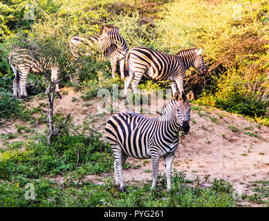 Un dazzle di Burchell's zebra al Parco Nazionale di Kruger Foto Stock