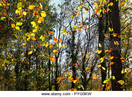 Edinburgh, Regno Unito. 27 ottobre, 2018. In autunno le foglie di faggio in Dalkeith Country Park stagionali con colori autunnali. Credito: Craig Brown/Alamy Live News. Foto Stock