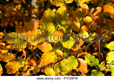 Edinburgh, Regno Unito. 27 ottobre, 2018. In autunno le foglie di faggio in Dalkeith Country Park stagionali con colori autunnali. Credito: Craig Brown/Alamy Live News. Foto Stock