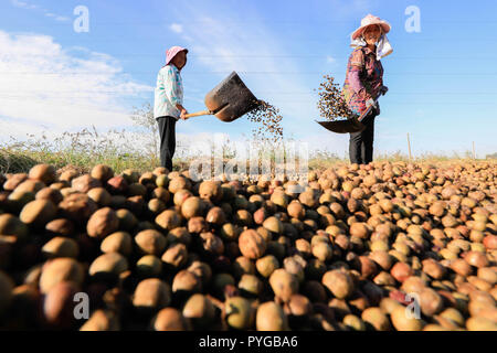 (181028) -- Pechino, 28 ottobre 2018 (Xinhua) -- gli agricoltori i semi secchi in Mudian township di Huai an, est cinese della provincia di Jiangsu, Ottobre 21, 2018. (Xinhua/Zhou Haijun) Foto Stock