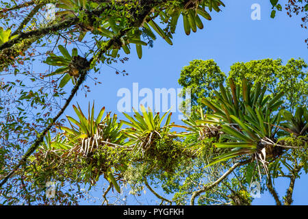 Bromeliad piantato sull'albero. Albero per giardino decorazione. Dettaglio della parte superiore della struttura, con bromeliacee crescono nel suo tronco. Piante Epiphytic Foto Stock