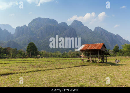 Bellissima vista di alcune mucche in un campo e ambiente carsico montagne vicino Vang Vieng, Provincia di Vientiane, Laos, in una giornata di sole. Foto Stock