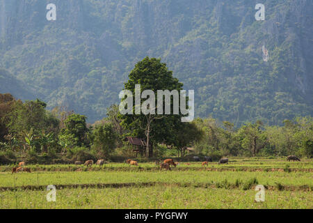 Bellissima vista di vacche in un campo e ambiente carsico montagne vicino Vang Vieng, Provincia di Vientiane, Laos, in una giornata di sole. Foto Stock
