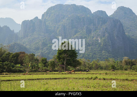 Bellissima vista di vacche in un campo e ambiente carsico montagne vicino Vang Vieng, Provincia di Vientiane, Laos, in una giornata di sole. Foto Stock