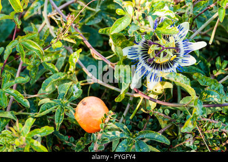 Fiore della passione, Passiflora edulis, frutta e fiori. Foto Stock