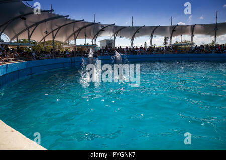 Miami, Florida, Stati Uniti d'America - 21 Ottobre 2014: Pod del tursiope Tursiops truncatus eseguire presso il Seaaquarium di Miami in Florida. Solo uso editoriale. Foto Stock