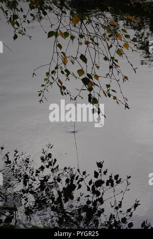 Il ramo e le foglie si riflette in leggera corrente Foto Stock