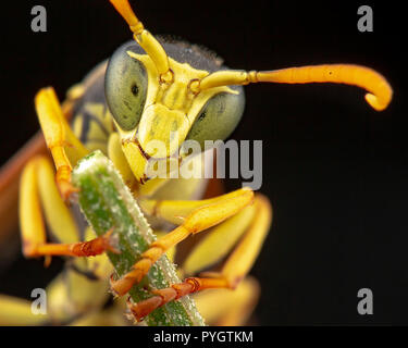 Polistes gallicus maschio Foto Stock