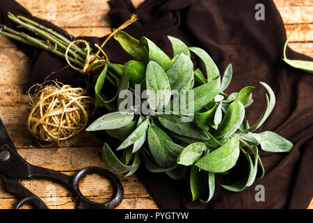 Impianto di salvia brunch su un tavolo di legno vicino fino Foto Stock