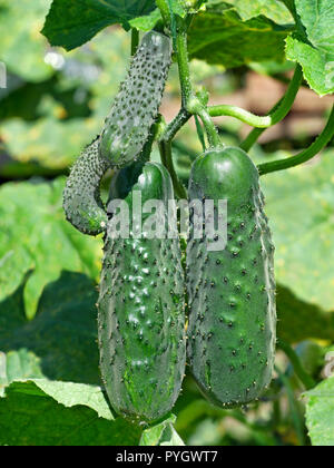 I cetrioli verde appeso, la crescita e la maturazione su giardino nella bella soleggiata giornata estiva Foto Stock