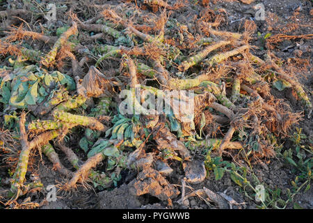 Raccolto Spreco mucchio di cavolo bianco strappato il root sul terreno dopo il raccolto la raccolta in fasci di sole di setting Foto Stock