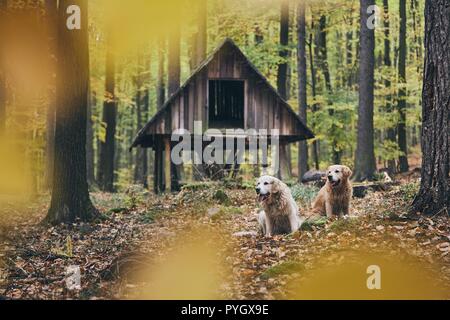 Due di razza golden retriever nella foresta di autunno. Paio di vecchi cani seduti in foglie secche. Foto Stock