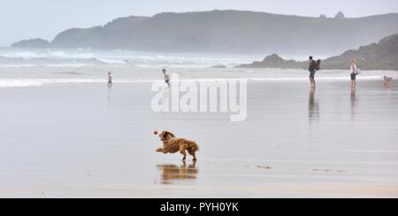 Un cane che si diverte giocando a pallone catch su una spiaggia della Cornovaglia UK Foto Stock