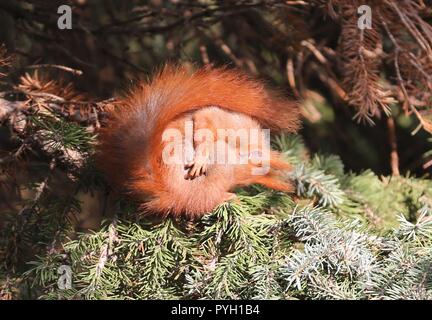 Berlino, Germania. 08 Nov, 2017. Lo scoiattolo su un ramo di un albero nel quartiere di Steglitz. Credito: Simone Kuhlmey/Pacific Press/Alamy Live News Foto Stock