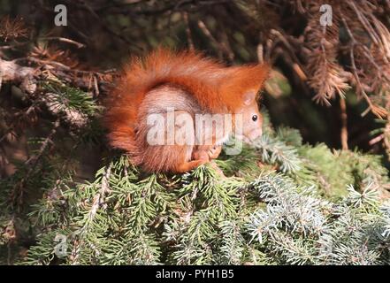 Berlino, Germania. 08 Nov, 2017. Lo scoiattolo su un ramo di un albero nel quartiere di Steglitz. Credito: Simone Kuhlmey/Pacific Press/Alamy Live News Foto Stock