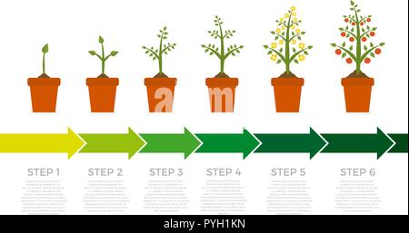 Infografico vettore della crescita della pianta stadi. Albero a foglie verde e frutta rossa. Illustrazione di semina di verdure su sfondo bianco. Illustrazione Vettoriale
