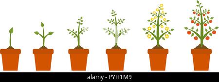 La crescita delle piante in stadi nel vaso di ceramica. Albero a foglie verde e frutta rossa. La semina di verdure concetto presentazioni su sfondo bianco. Illustrazione Vettoriale
