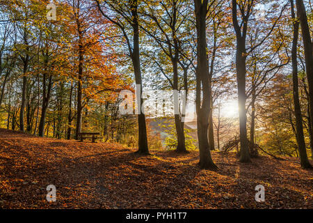 Kinnoull boschi che si affaccia sul fiume Tay nella periferia della città di Perth in Scozia, nel Regno Unito, in autunno Foto Stock