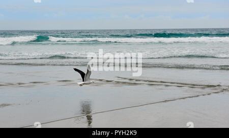 Seagull in volo basso sopra la sabbia sulla spiaggia in un contesto di onde Foto Stock