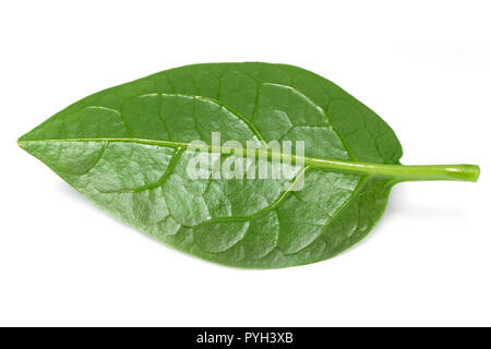 Il Malabar spinaci su sfondo bianco Foto Stock