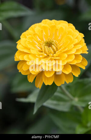 Close up di un giallo Zinnia Elegans fioritura in un giardino inglese Foto Stock