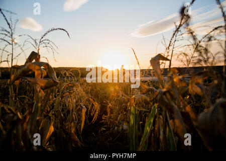 Polonia, essiccato fino a campo di mais dopo un'estate con un lungo periodo di siccità Foto Stock