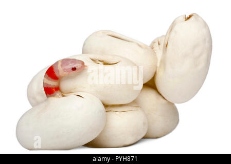 Latte Hypomelanistic serpente o milksnake, lampropeltis triangulum hondurensis, 16 minuti vecchio, di fronte a uno sfondo bianco Foto Stock