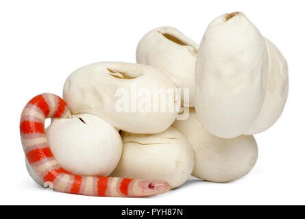 Latte Hypomelanistic serpente o milksnake, lampropeltis triangulum hondurensis, 13 minuti vecchio, di fronte a uno sfondo bianco Foto Stock