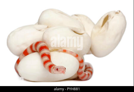 Latte Hypomelanistic serpente o milksnake, lampropeltis triangulum hondurensis, 18 minuti vecchio, di fronte a uno sfondo bianco Foto Stock