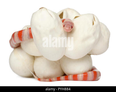 Latte Hypomelanistic serpente o milksnake, lampropeltis triangulum hondurensis, 18 minuti vecchio, di fronte a uno sfondo bianco Foto Stock