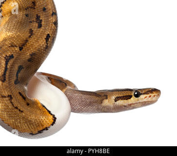 Close-up di gessato femmina Pied Royal python, palla Python Python regius, 14 mesi di età, di fronte a uno sfondo bianco Foto Stock