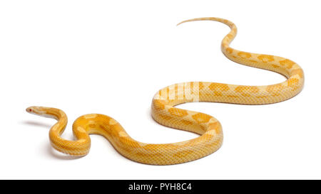 Burro mais mothley serpente o rosso serpente di ratto, Pantherophis guttatus, di fronte a uno sfondo bianco Foto Stock