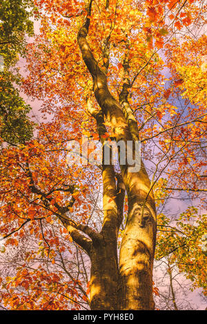 Guardando verso l'alto lungo il tronco di un bel golden sicomoro in autunno con la sua caduta foglie d'oro, rosso e arancione. A chiazze si accende la luce del sole Foto Stock