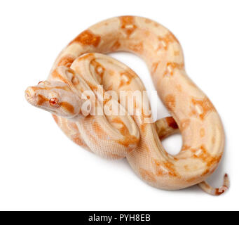 Gli albini Boa constrictor, Boa constrictor, 2 mesi di età, di fronte a uno sfondo bianco Foto Stock