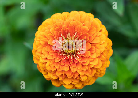 Close up di un arancio Zinnia Elegans fioritura in un giardino inglese Foto Stock
