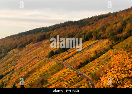 Vigneti sopra il fiume meno vicino Klingenberg am Main, Miltenberg District, Lower Franconia, Baviera, Germania Foto Stock