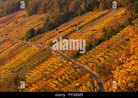 Vigneti sopra il fiume meno vicino Klingenberg am Main, Miltenberg District, Lower Franconia, Baviera, Germania Foto Stock