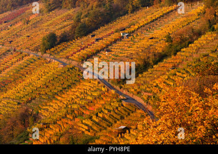 Vigneti sopra il fiume meno vicino Klingenberg am Main, Miltenberg District, Lower Franconia, Baviera, Germania Foto Stock