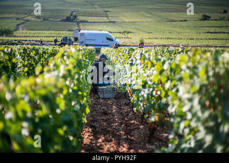 Il raccolto nei vigneti nei pressi di Beaune, Borgogna, in Francia, in Europa. Foto Stock