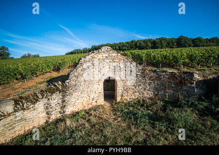 Vigneto nei pressi del Savigny-lès-Beaune, Borgogna, in Francia, in Europa. Foto Stock