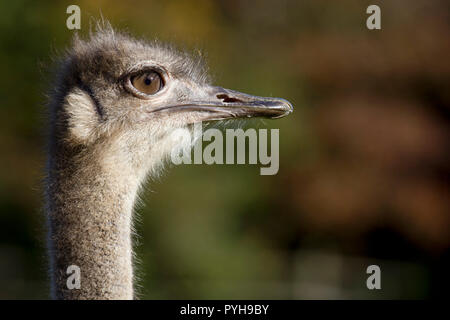 Testa di struzzo close up Foto Stock