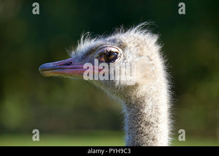 Testa di struzzo close up Foto Stock