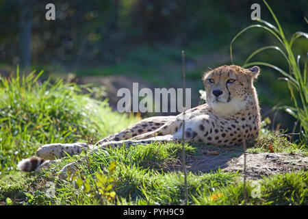 Cheetah rilassante a Dartmoor Zoo Foto Stock