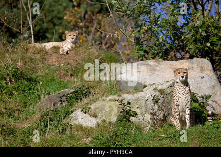 Ghepardi a Dartmoor zoo. Devon England Foto Stock