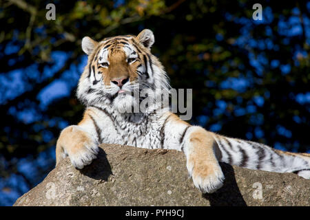 Siberian tigre di Amur Foto Stock